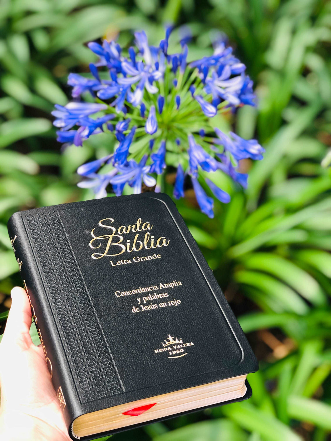 Biblia Reina Valera 1960